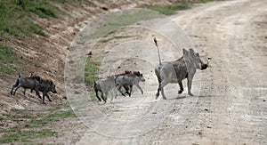 Warthogs crossing a road n masai mara photo
