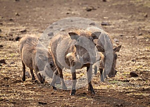 Warthogs, curious and strangely cute, grazing dry grass in the Kruger National Park