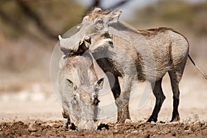 Warthogs drinking