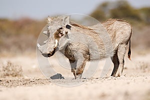 Warthogs drinking
