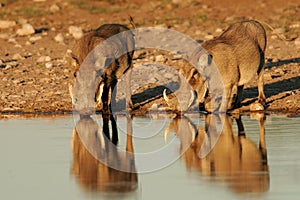 Warthogs drinking photo