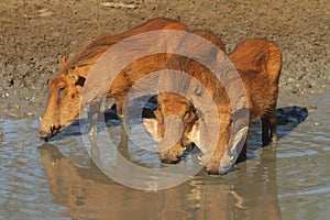 Warthogs drinking