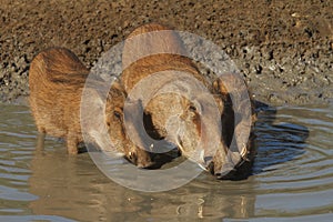 Warthogs drinking