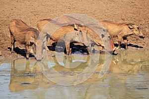 Warthogs drinking