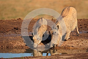 Warthogs drinking