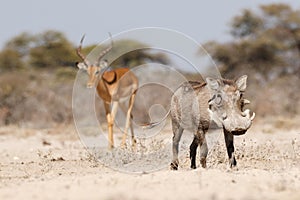 Warthogs drinking