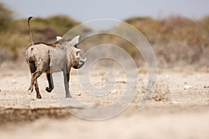 Warthogs drinking