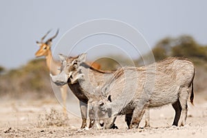 Warthogs drinking