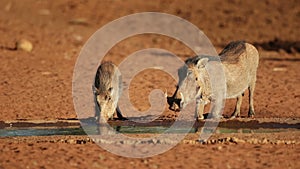 Warthogs drinking water