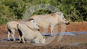 Warthogs drinking water