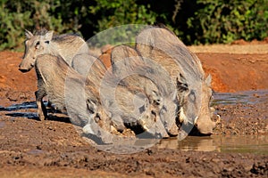 Warthogs drinking water