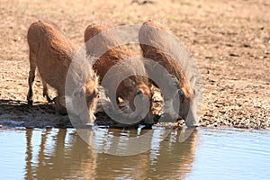 Warthogs Drinking Water