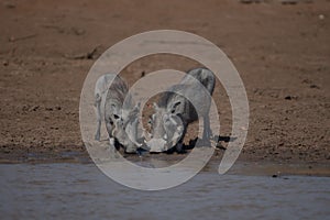 Warthogs drinking water from the lake