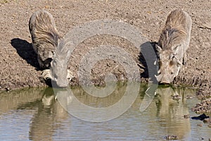 Warthogs drinking water on watering hole