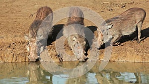 Warthogs drinking at a waterhole