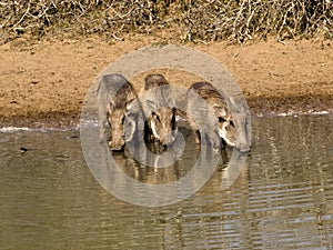 Warthogs drinking at waterhole