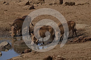 Warthogs drinking from watering hole