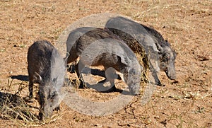 Warthogs eating grass in Namibia Africa
