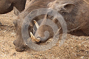 Warthogs