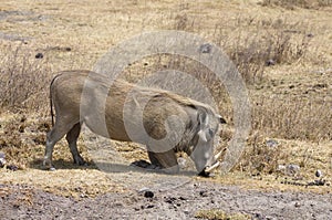Warthogs photo