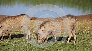 Warthogs feeding in natural habitat