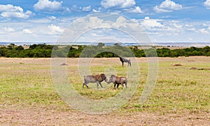 Warthogs fighting in savannah at africa