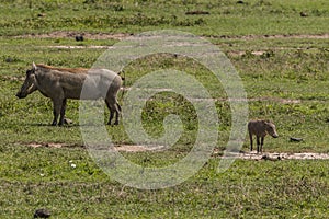 Warthogs on the grass