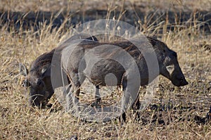 Warthogs graze by the Chobe River near Kasane ,Africa