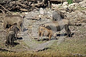 Warthogs grazing