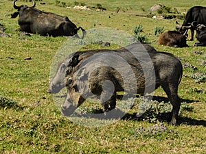 Warthogs grazing among African Buffaloes