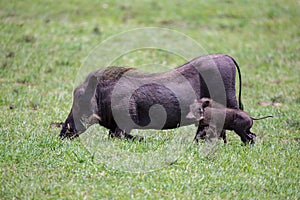 Warthogs are grazing in the savannah of Kenya