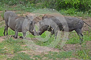 Warthogs head-butting. photo