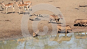 Warthogs and impala antelopes