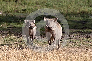 Warthogs, Kenya, Africa