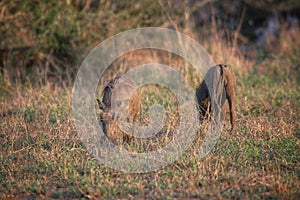 Warthogs in Kruger National Park