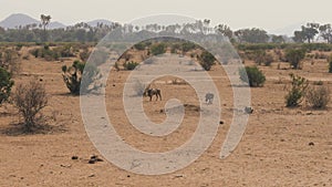 Warthogs Looking For Food In The Dusty And Arid African Desert
