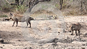 Warthogs looking for water and mud in the dry season