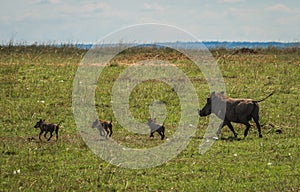 Warthogs in Masai Mara Nature Reserve in Kenya