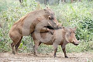 Warthogs mating.