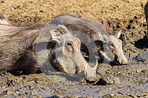 Warthogs Mud Water Animals Wildlife