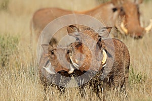 Warthogs in natural habitat - South Africa