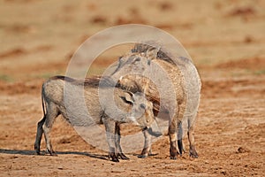 Warthogs in natural habitat - South Africa