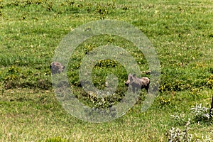 Warthogs (Phacochoerus africanus) in the Hell's Gate National Park, Keny