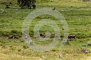 Warthogs (Phacochoerus africanus) in the Hell's Gate National Park, Keny