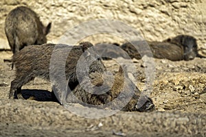 Warthogs resting and juveniles