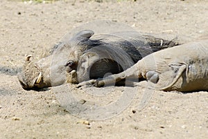 Warthogs Resting