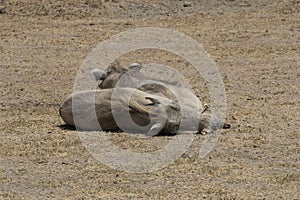 Warthogs Resting in Tanzania