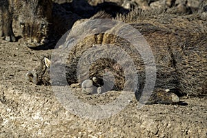 Warthogs resting