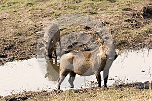 Warthogs at the riverfront photo