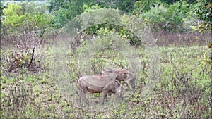 Warthogs in the Shimba Hills